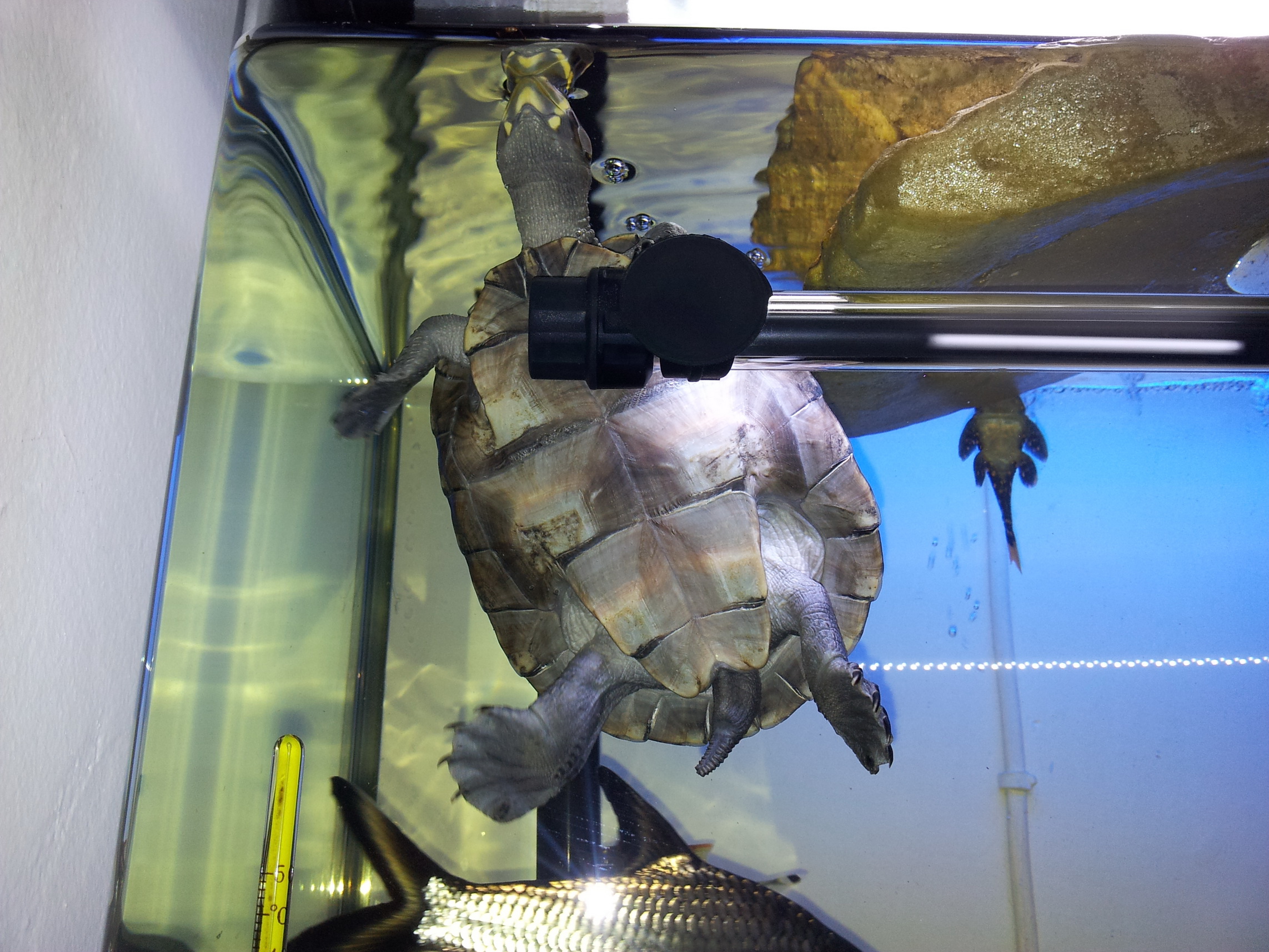  i>podocnemis unifilis /i>)是侧颈龟科,南美侧颈龟属动物