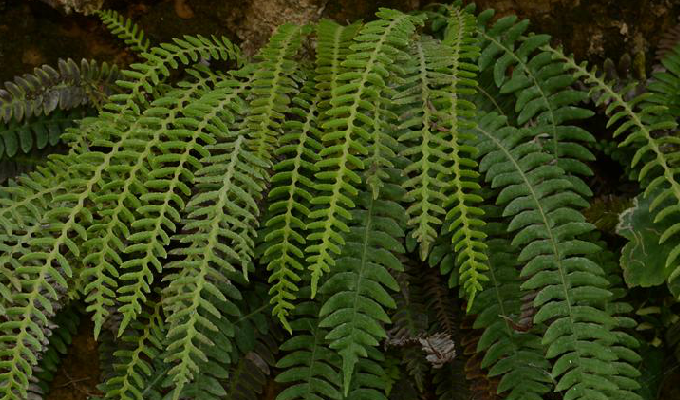  p>荚囊蕨属(学名:struthiopteris scopoli)是乌毛蕨科下属一属.