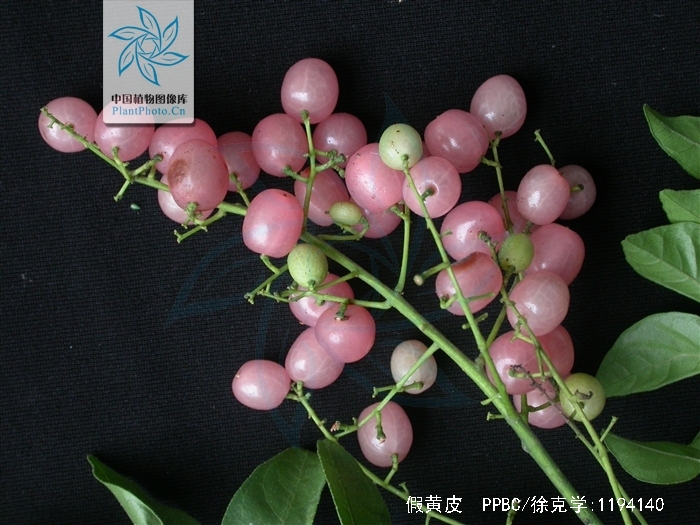  p>假黄皮(学名: i>clausena excavata  /i> burm.f.