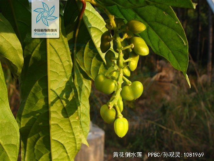 倒吊黄花