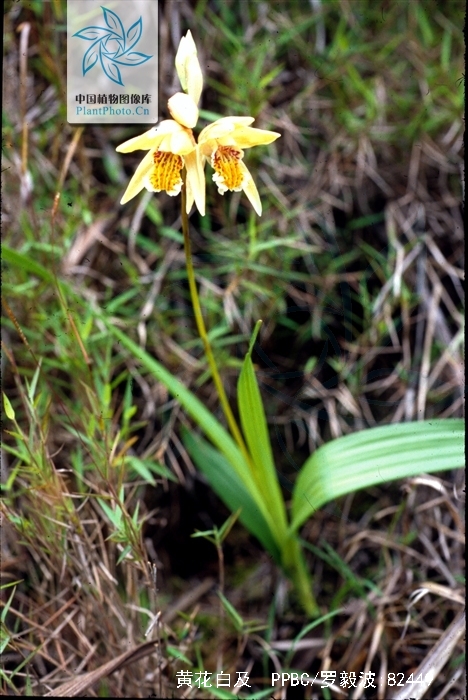  p>黄花白及(学名: i>bletilla ochracea /i>  schltr.