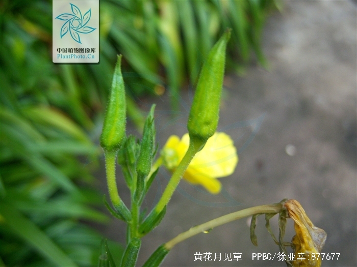  p> a href="#" data-lemmaid="4555020">黄花月见草 /a>(学名: i>