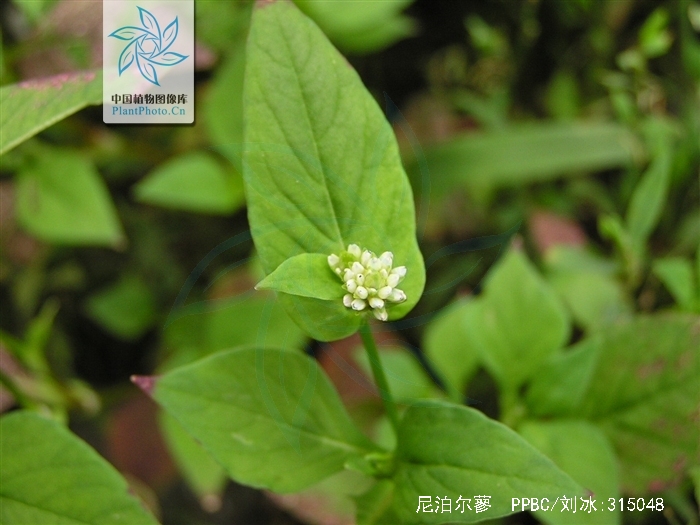  p>尼泊尔蓼,一年生草本.