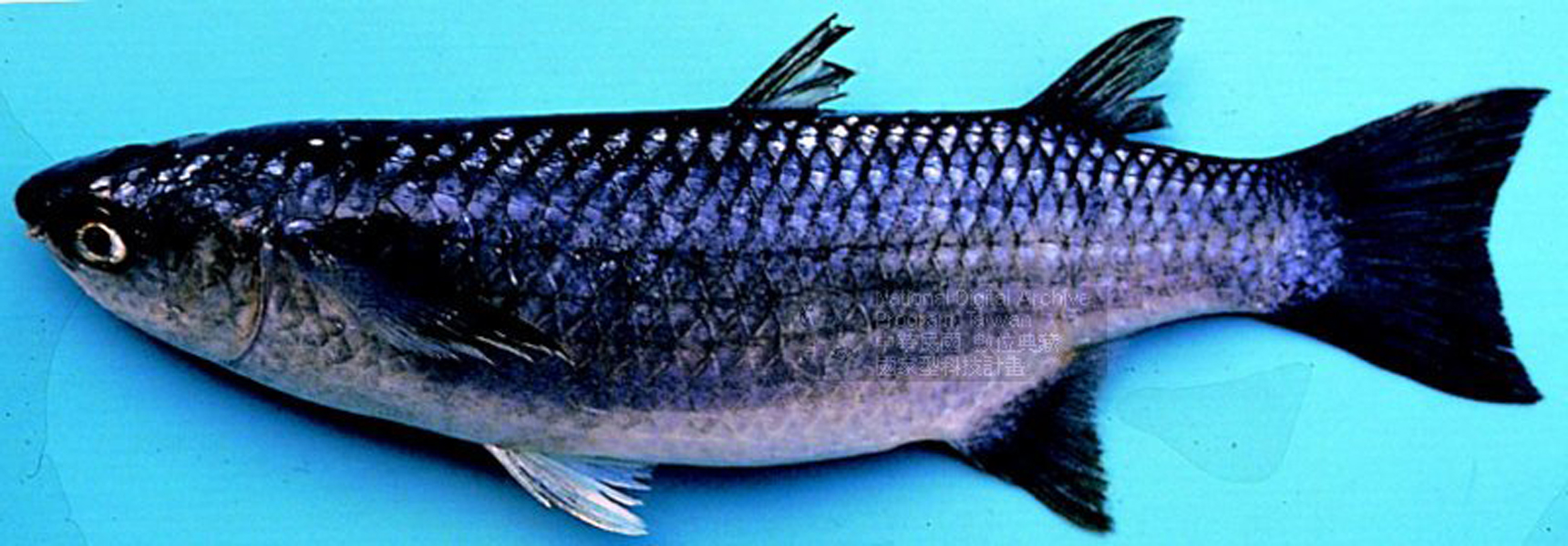  p>粒唇鲻, i>crenimugil crenilabis /i> (forssk  l, 1775),粒唇鲻