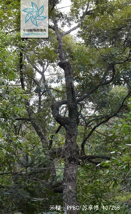  p>米槠〔学名: i>castanopsis carlesii  /i>(hemsl.)hay.