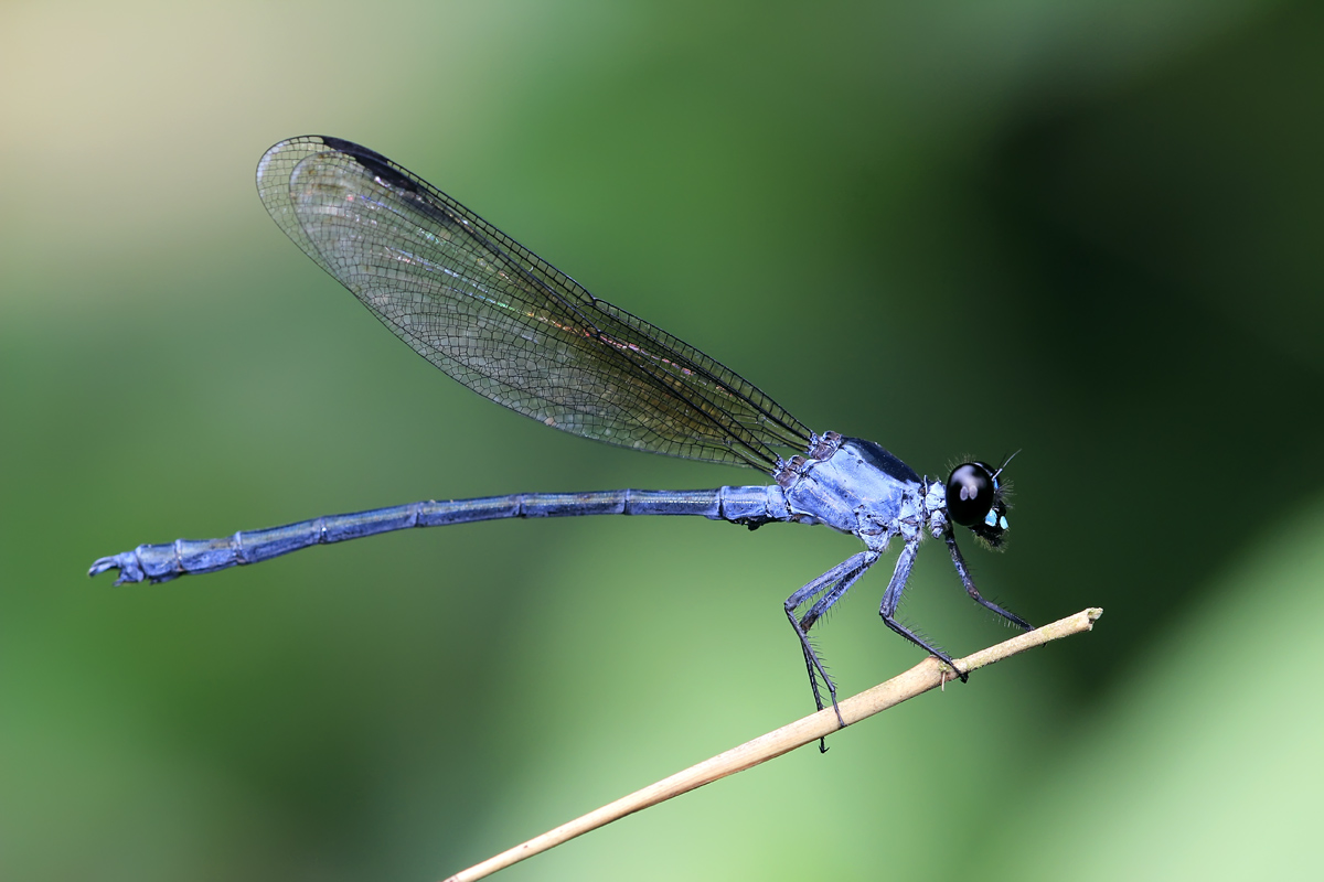  p>二齿尾溪蟌是蜻蜓目溪蟌科动物. /p>
