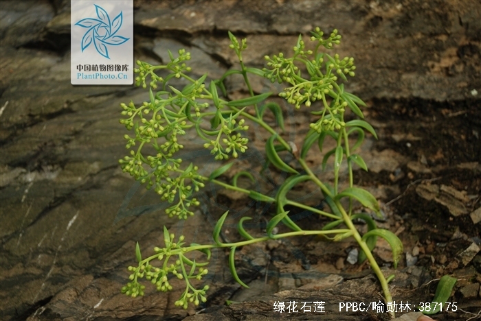  p>绿花石莲( i>sinocrassula indica /i> var.