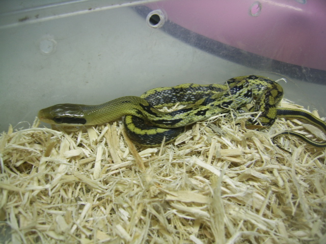  p>黑眉锦蛇(拉丁名:elaphe taeniura)是大型无毒蛇,全长可达2米左右.