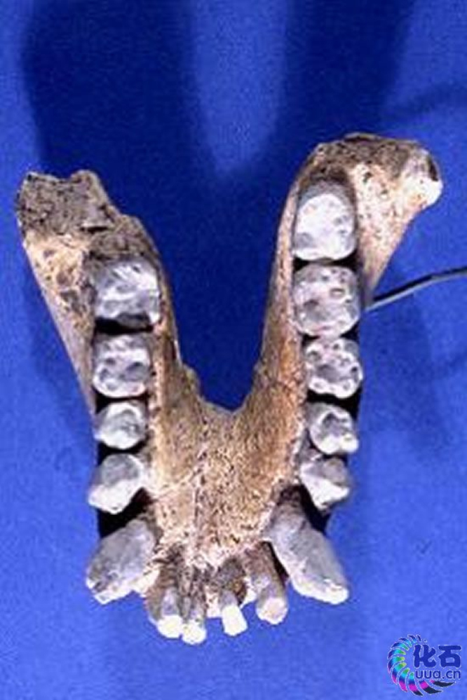 森林古猿(dryopithecus)一组种类庞杂的化石