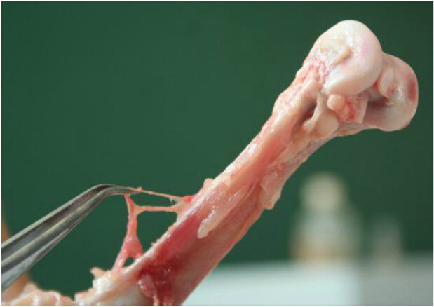  p data-id="gnvhxejahn">所谓滋养孔,即是滋养