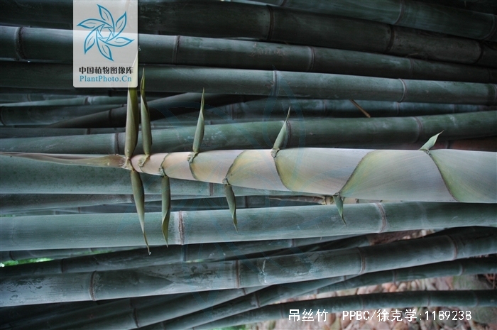  p> a href="#" data-lemmaid="2805873"> /a>吊丝竹(学名: i>