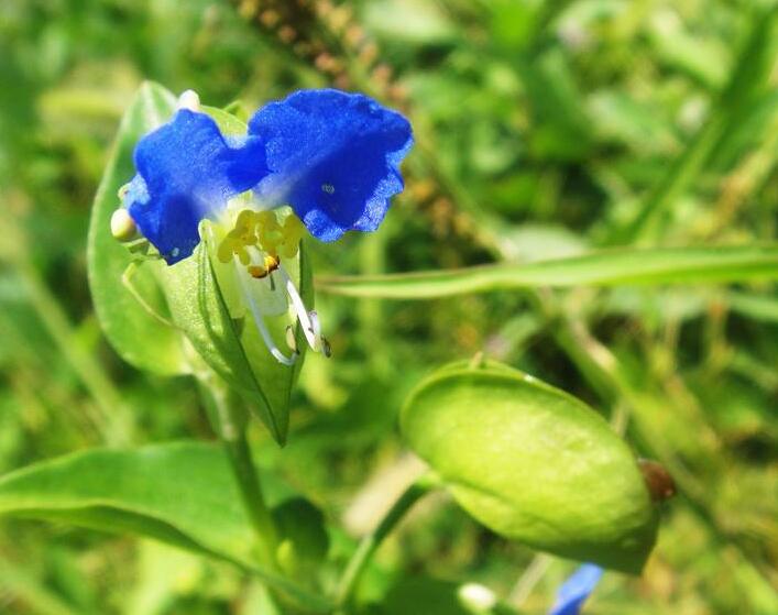  p>蓝钻凤仙花(blue diamond impatien,学名impatiens namchabarwe