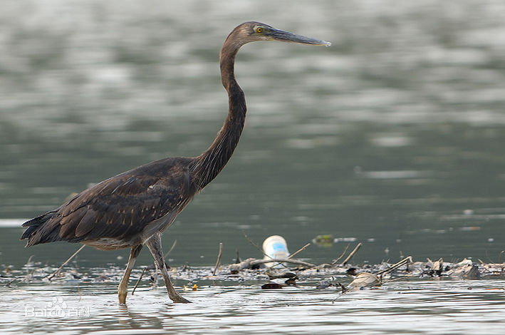  p>大嘴鹭(学名: i>ardea sumatrana /i>)是一种大型 a href="#" data