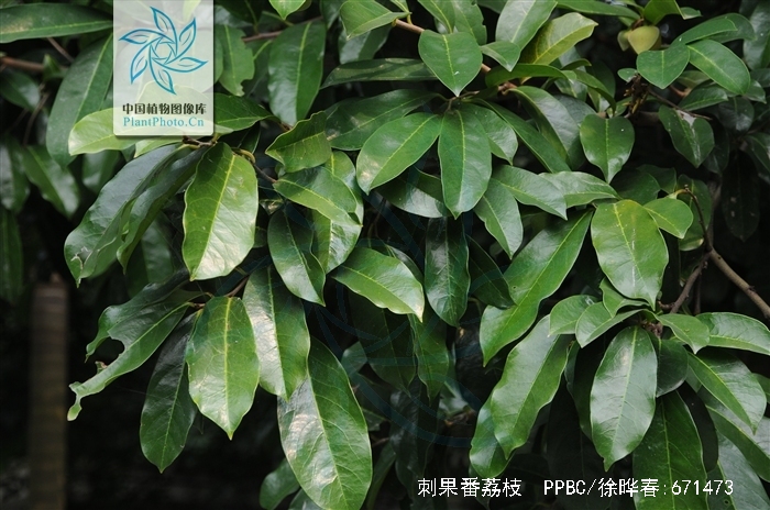  p>刺果番荔枝(学名: i>annona muricata /i> linn.