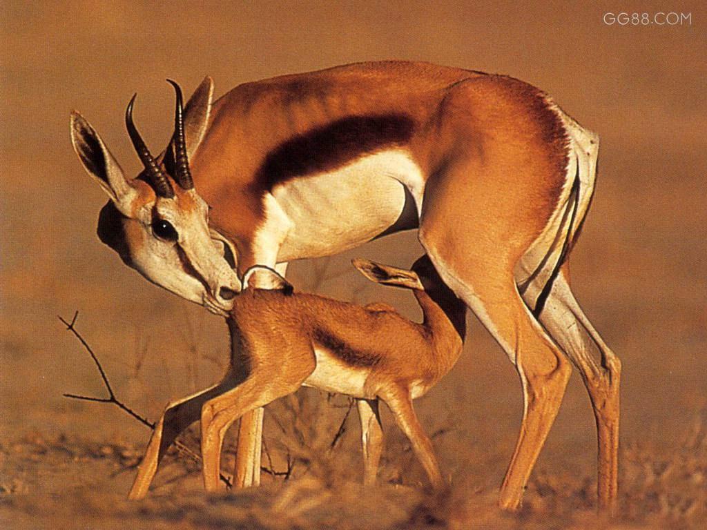  p>羚羊族主要分布于非洲,其中跳羚antidorcas marsupialis和汤氏瞪羚