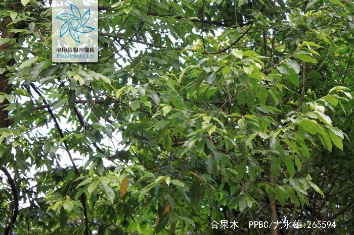 href="/item/乔木/33239" data-lemmaid="33239">乔木 /a>,树高25-35