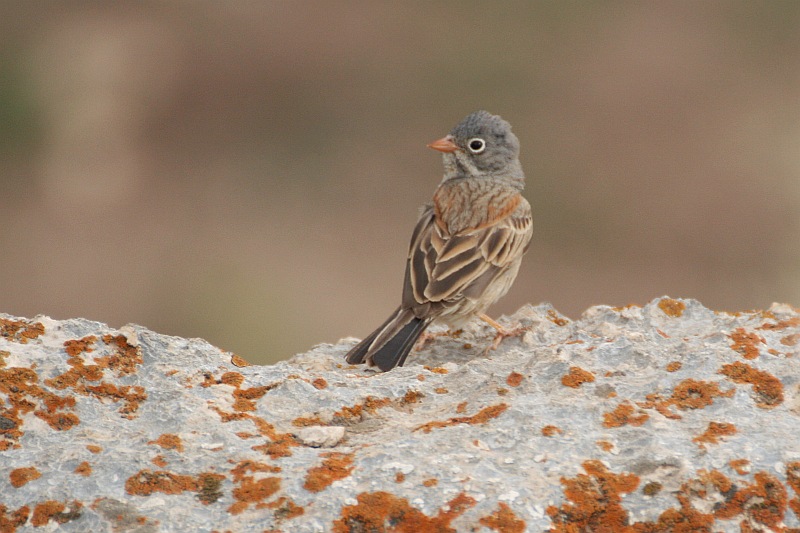  p>灰颈鹀(学名: i>emberiza buchanani /i>):体重19-22克,体长147