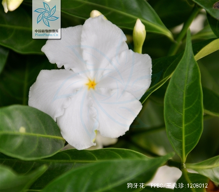 狗牙花为什么是死人花