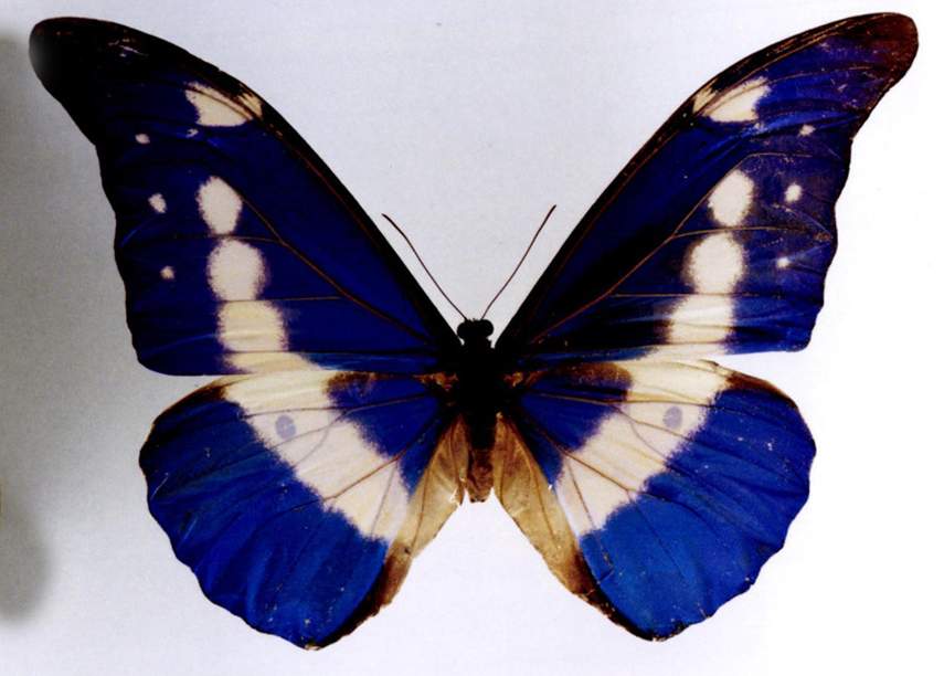  p>光明女神闪蝶(学名: i>morpho helena /i>):是鳞翅目,闪蝶科,闪蝶