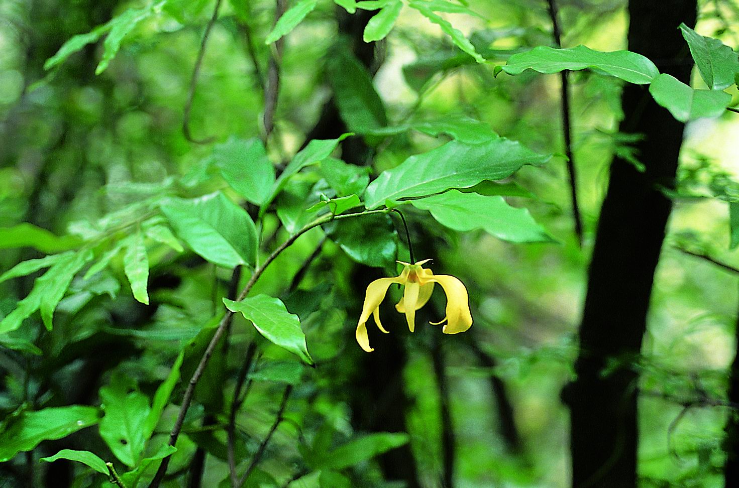 是番荔枝科,假鹰爪属直立或攀援 a href="#"