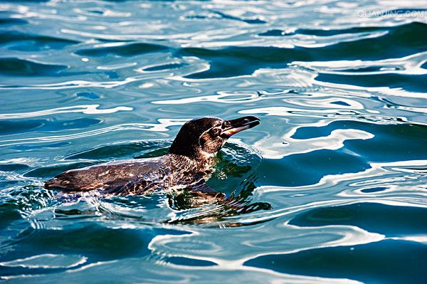 加拉帕戈斯企鹅