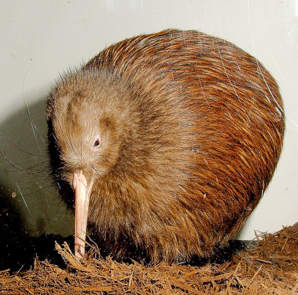 apteryx australis mantelli