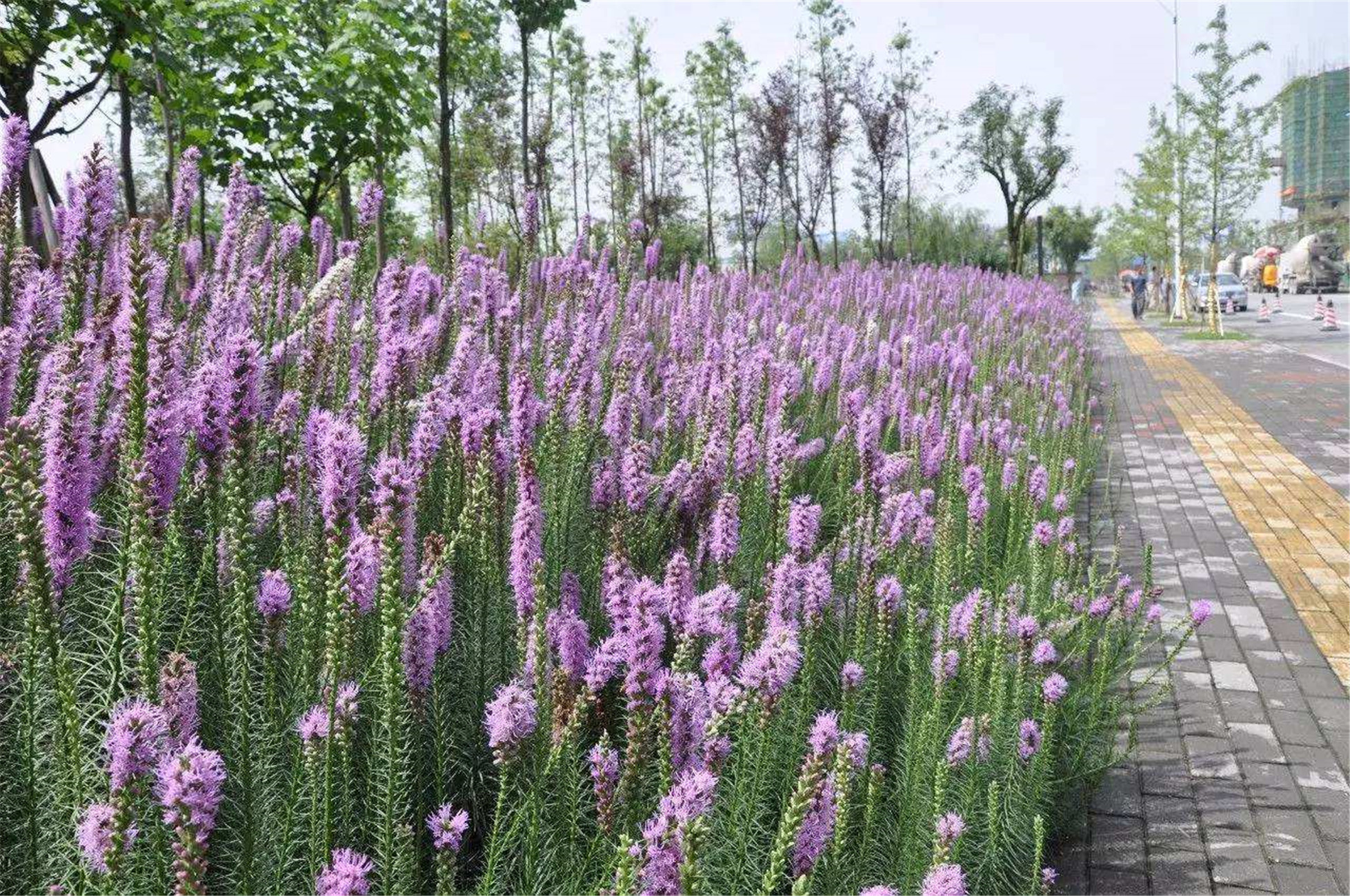  p>蛇鞭菊(学名: i>liatris /i>  i>spicat /i> i>a /i> (l.) willd.