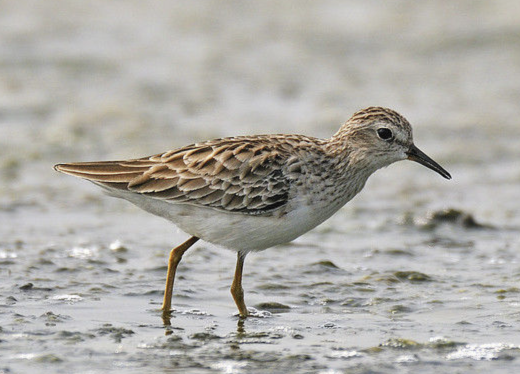  p>青脚滨鹬(学名: i>calidris temminckii /i>)是丘鹬科滨鹬属鸟类.