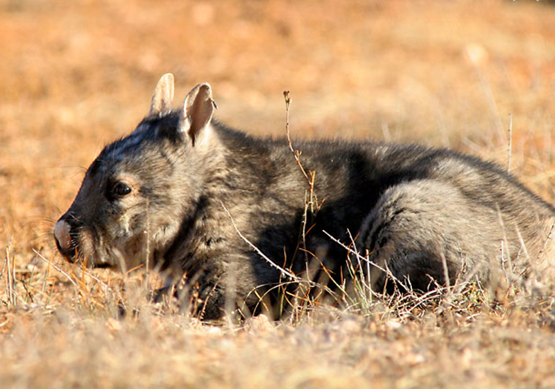 southern hairy-nosed wombat