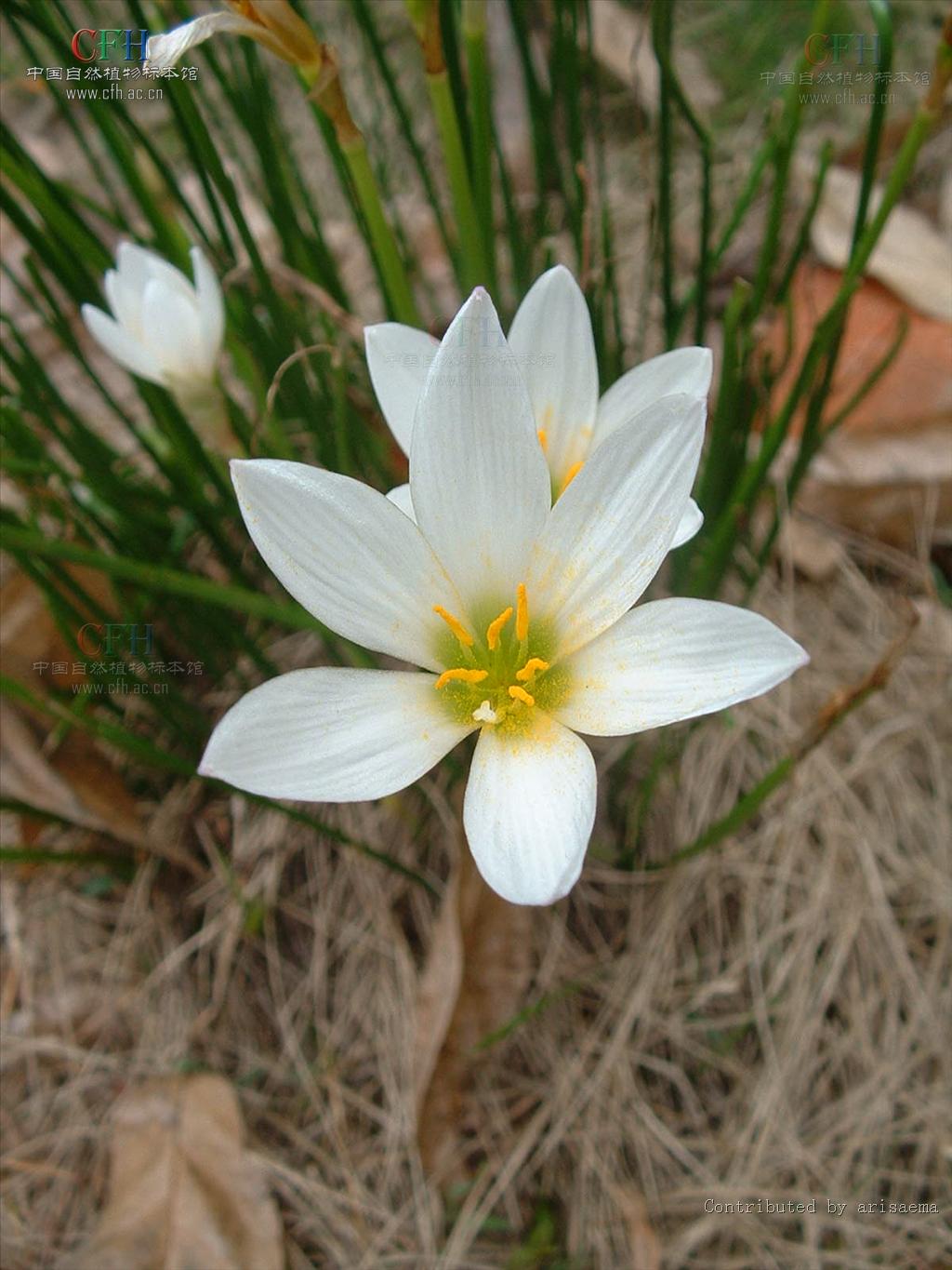 是石蒜科葱莲属植物.