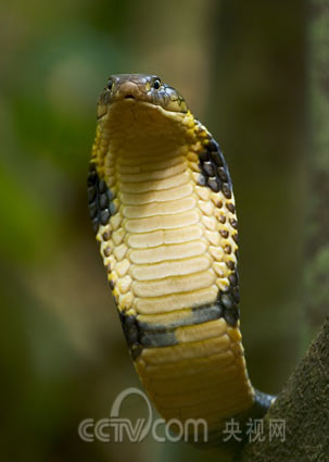 眼镜王蛇──世界上最危险的蛇