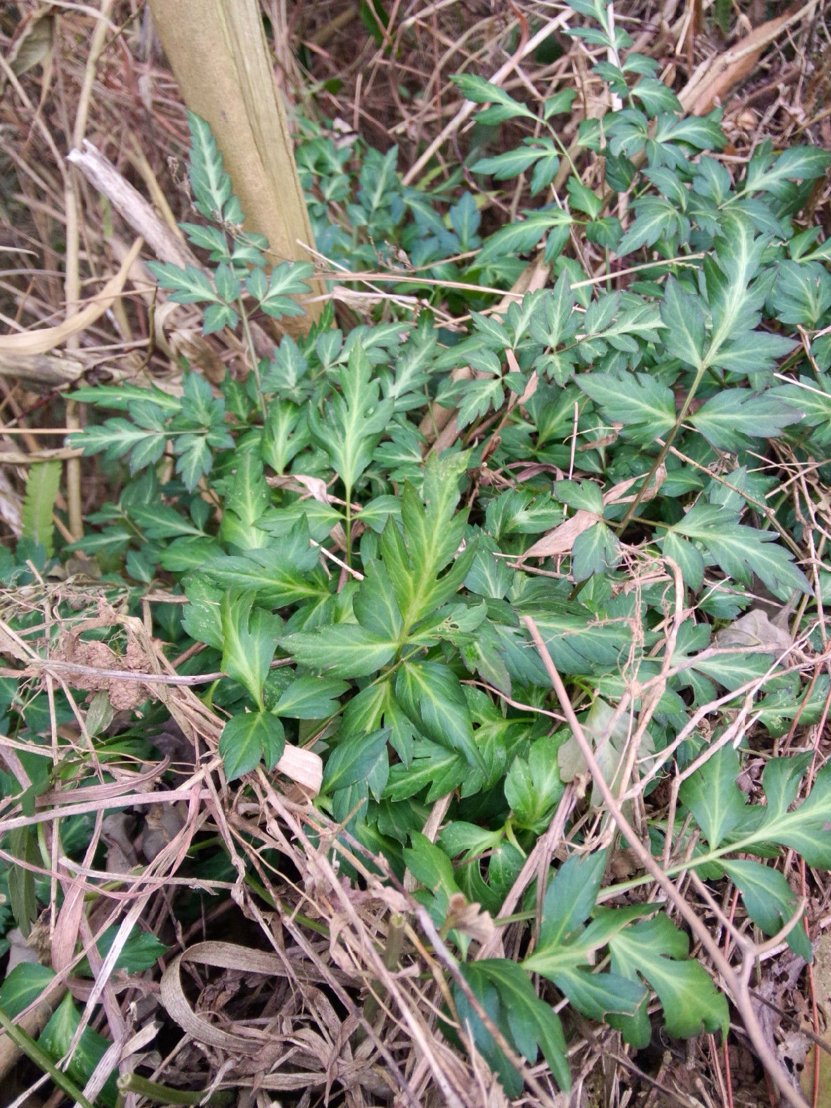  p>川明参(学名: i>chuanminshen violaceum /i> sheh et shan) 是