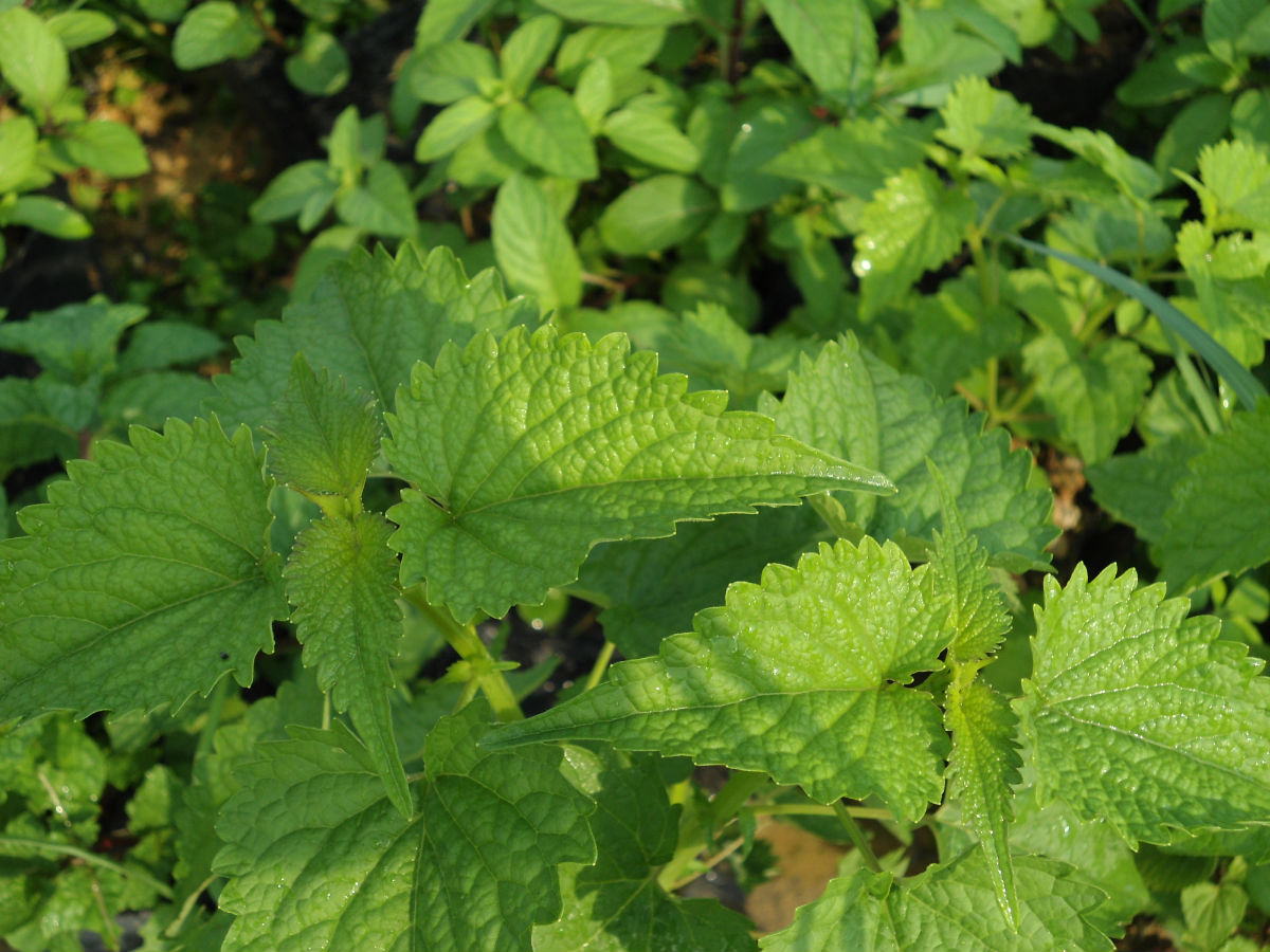 双米藿香蒸大闸蟹