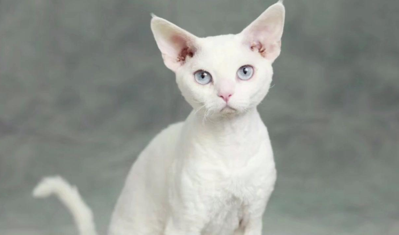 德文卷毛猫适合你家饲养吗？_百科TA说