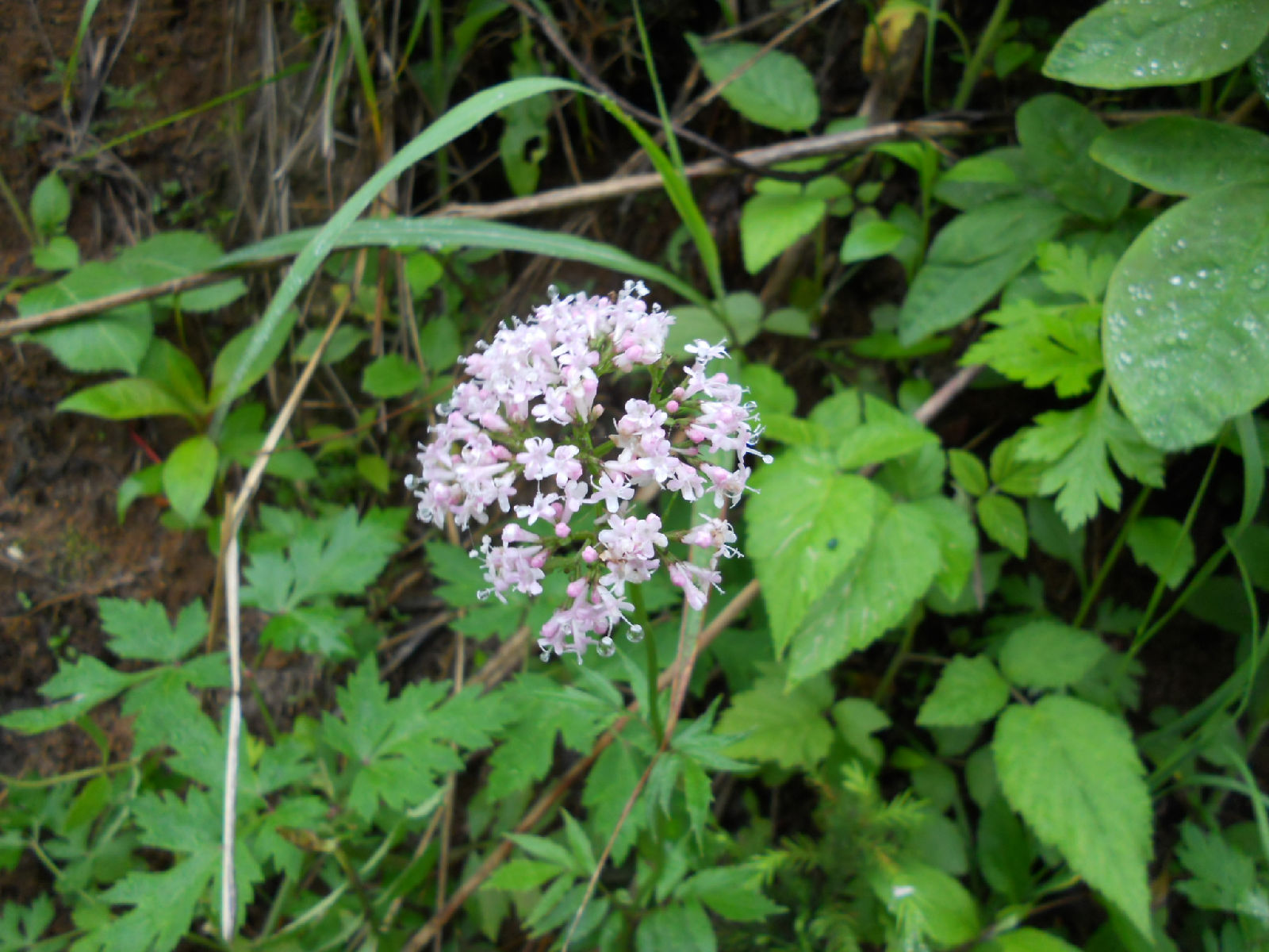  p>波缘鸭跖草,多年生披散 a href="#" data-lemmaid="541696">草本 