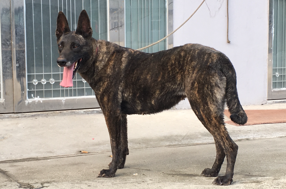  p>别名 a href="#">尼德兰 /a>牧羊犬(hollandse herdershond).