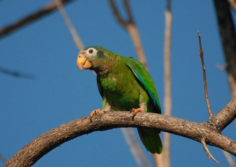  p>黄嘴亚马逊鹦鹉(学名:amazona collaria )是典型的 a href="#"