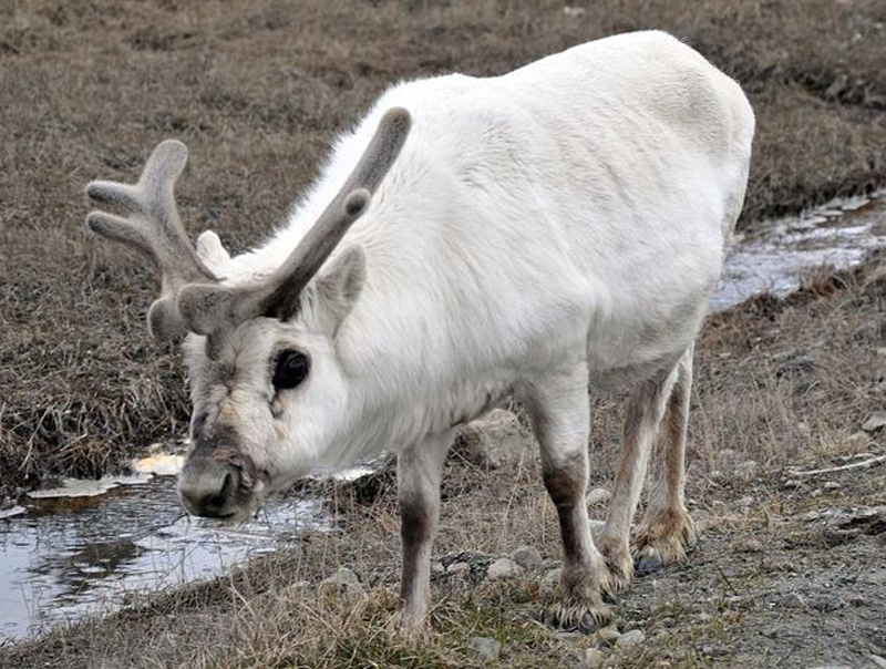 rangifer tarandus platyrhynchus