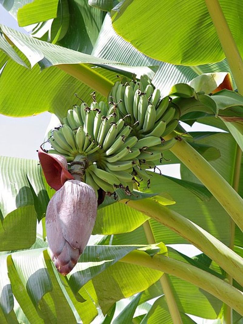  p>台湾芭蕉(学名: i>musa formosana /i>  (wall.