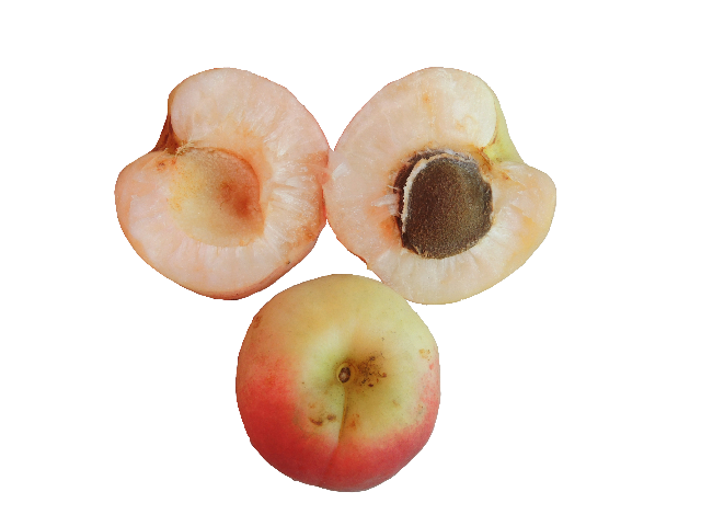  p>海淀玉巴达杏,北京市 a target="_blank" href="/item/海淀区