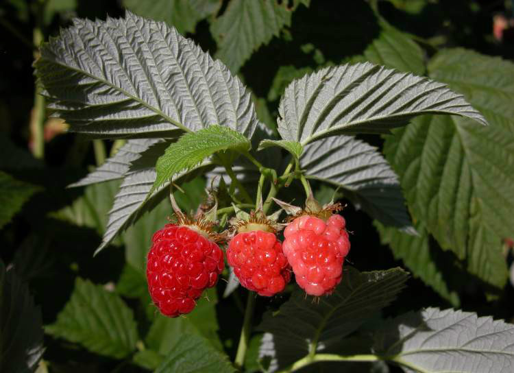  p>覆盆子(学名: i>rubus idaeus /i> l.