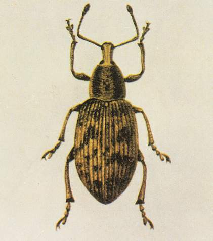  p>昆虫名,为鞘翅目,象甲科.