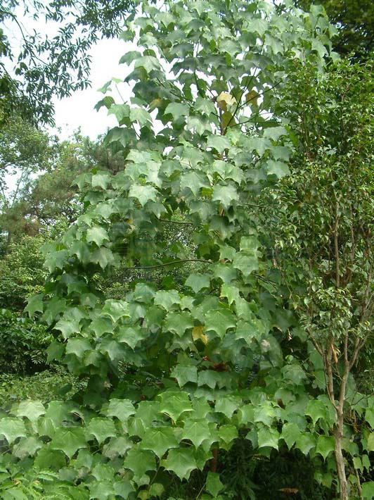 小枝具节及环状托叶痕,叶宽卵形;萼筒花藏在肉质花序轴中与子房壁合生