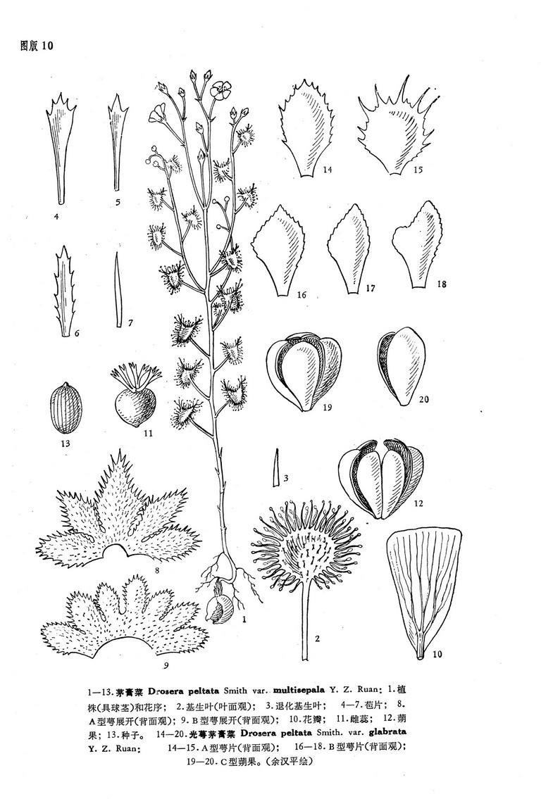 光萼茅膏菜(变种)