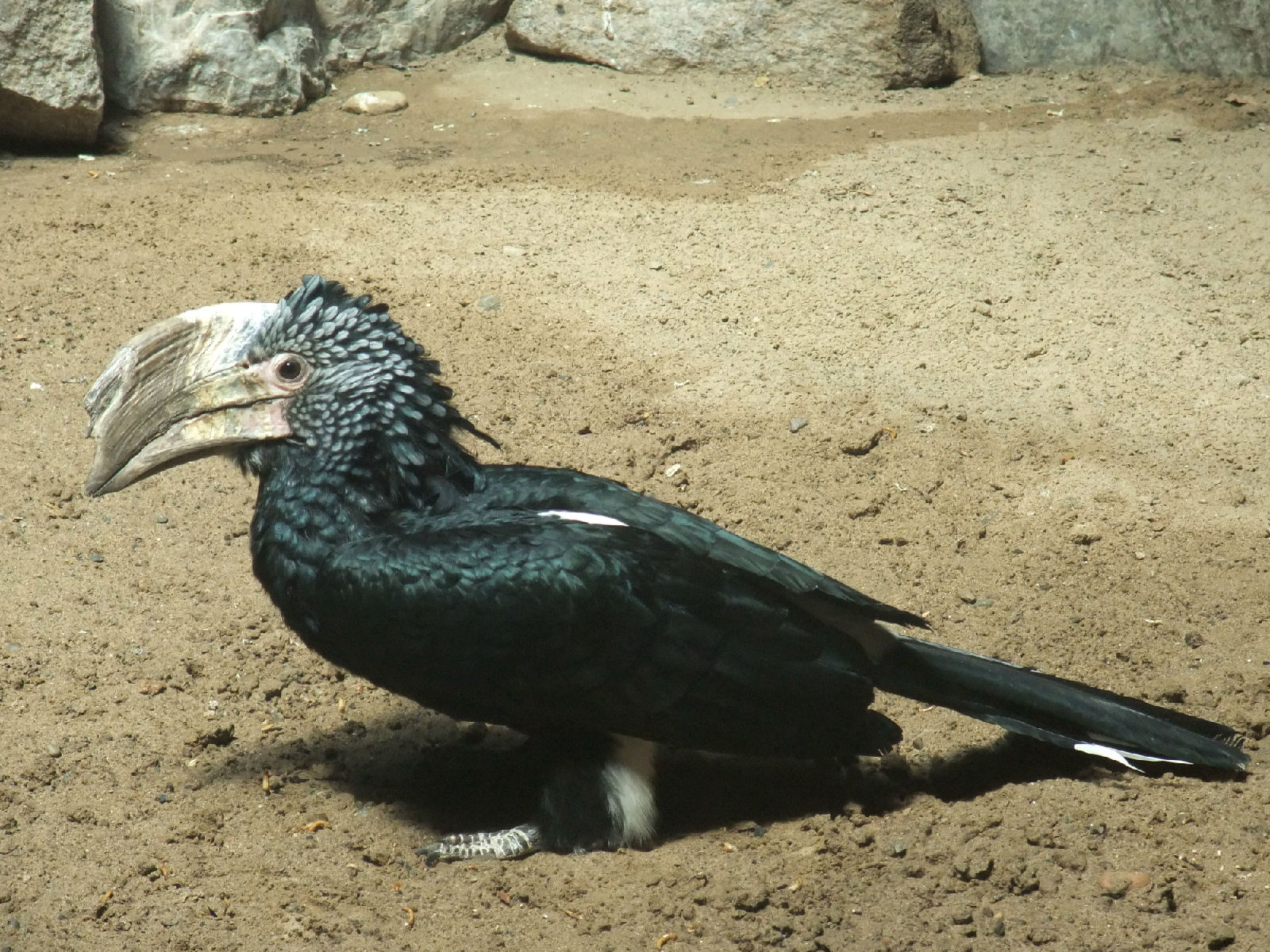  p>犀鸟( i>anthracoceros albirostris /i>)是一种奇特而珍贵的大型