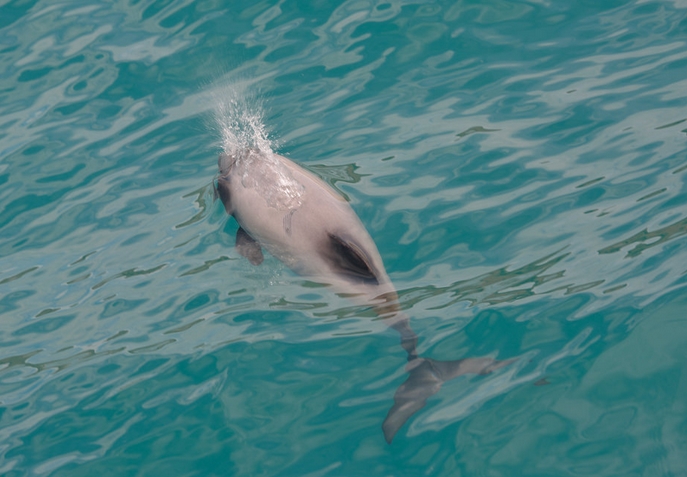 new zealand white-front dolphin