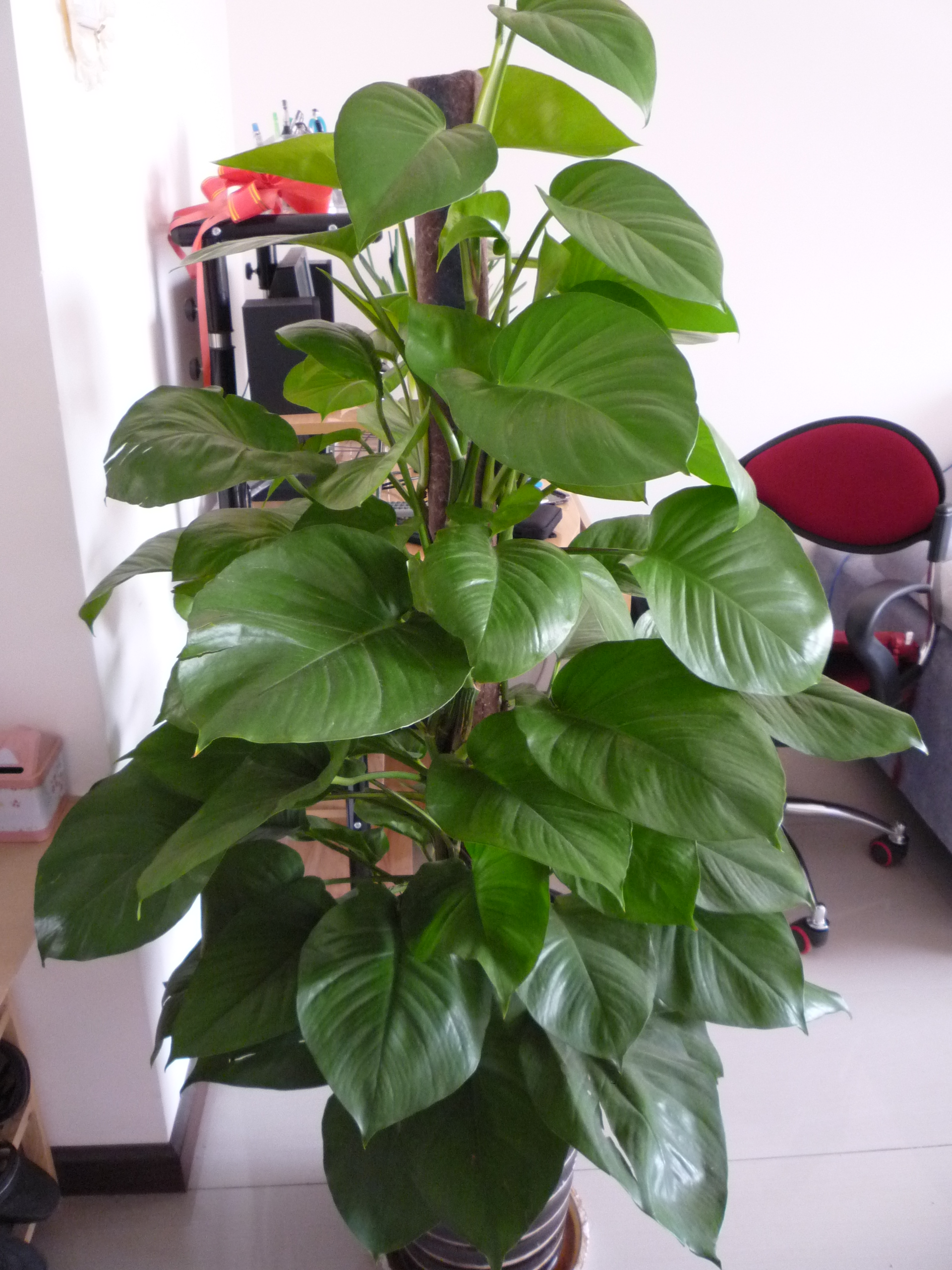  p data-id="txtqydaqamix">天南星( i>arisaema heterophyllum  /i>