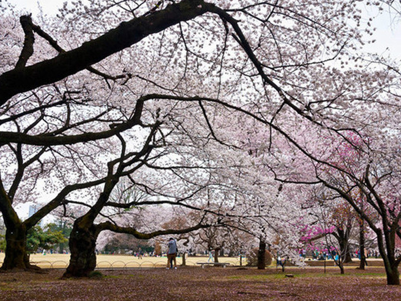  p>樱花(学名: i>cerasus   /i>sp.