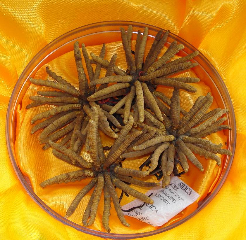  p data-id="gnx6gwjg3w">虫草蝙蝠蛾( i>hepialus armoricanus) /i>