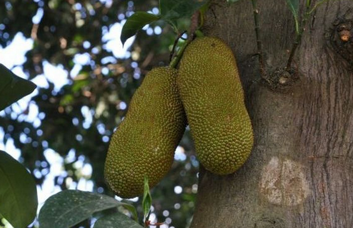  p>尖蜜拉(champedak),又名小木菠萝,是桑科木菠萝属植物,原产于